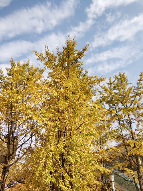 IMG_20181118_105218_副本.jpg