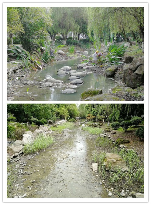 河道清淤梳理水生植物.jpg