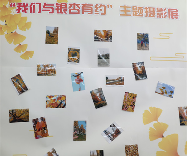 银杏照上传1.jpg