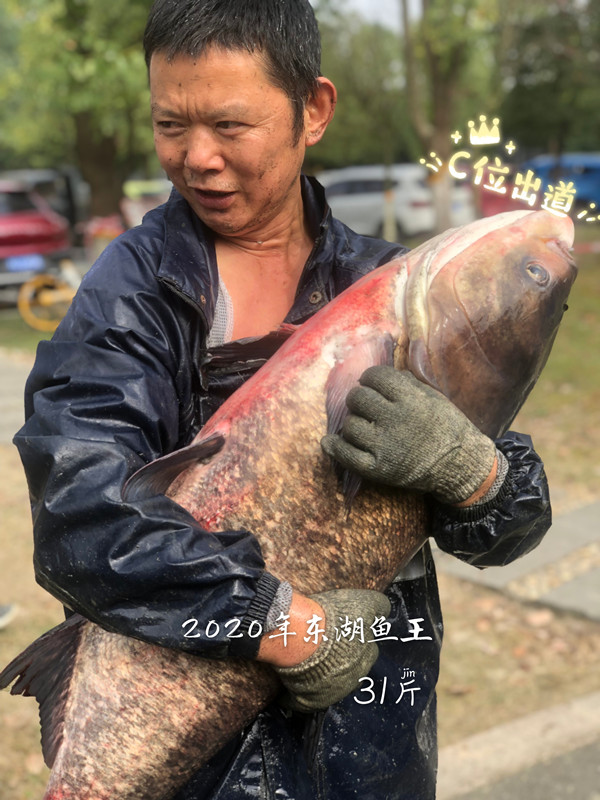 鱼王 31斤_副本.jpg